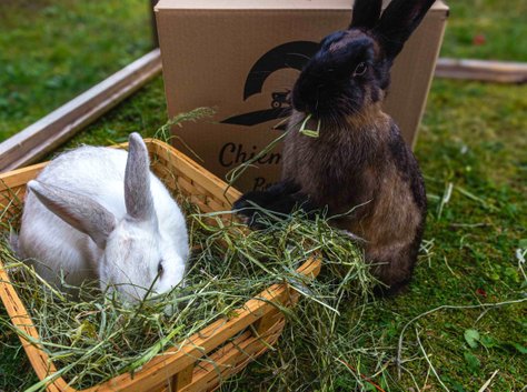 Kleintierheu für Hasen und Kaninchen